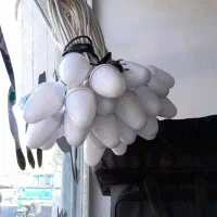 اجاره باند فلش خور برای مجالس|خدمات پذیرایی، مراسم|زنجان, |دیوار