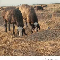 گوسفند شال یکجا بفروش میرسد
