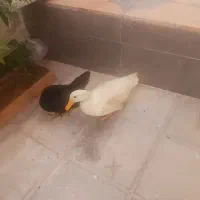 مرغ محلی واردک نر