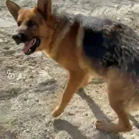 دو عدد توله 6ماهه ماده از این مولد|سگ|اسفراین, |دیوار