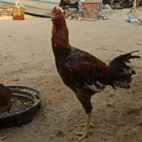 خروس لاری ترک|حیوانات مزرعه|بندرعباس, |دیوار