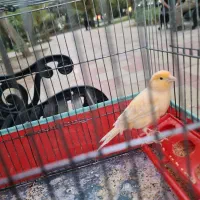 قناری جوان نر ریزه خوان باقفس ۱۲۰۰|پرنده|کرج, کوی زنبق|دیوار