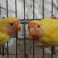 طوطی برزیلی|پرنده|تهران, چوب تراش|دیوار