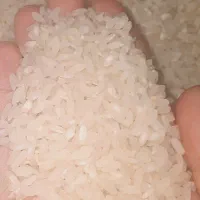 برنج کامفیروزی|خوردنی و آشامیدنی|شیراز, شهرک فرهنگیان|دیوار