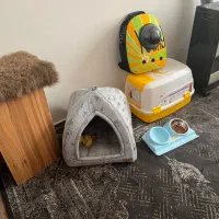 گربه اسکاتیش نر یکساله، رنگ طوسی ملوس و سالم|گربه|اردبیل, |دیوار