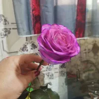 مجری و دیجی مجلس