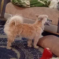 تعدادی سگ نژاد خوب و ارزونتر از همه جا فقط 1تومن|سگ|مشهد, همت آباد|دیوار