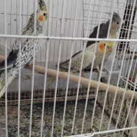 فروش عروس هلندی|پرنده|مشهد, چهارچشمه|دیوار