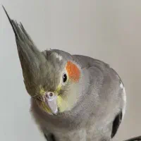 عروس هلندی گ مشده