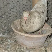 کبوتر|پرنده|کاشان, خلیج فارس|دیوار