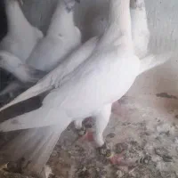 کبوتر طوقی ،دورگ سفید ،کوهی|پرنده|آشخانه, |دیوار