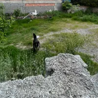 فروش زمین ۸۸۰ متری شریعتی مسکونی