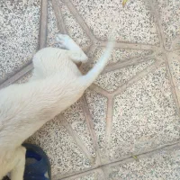 سگ پیدا شده