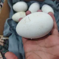 غاز|حیوانات مزرعه|دهلران, |دیوار