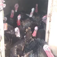 بوقلمون ارگانیک ۱۰ کیلو