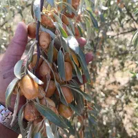 خدمات کشاورزی داریوش|خدمات باغبانی و درختکاری|گوگان, |دیوار