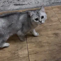 گربه بریتیش