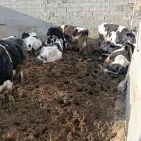 ماده گاو|حیوانات مزرعه|امامزاده عبدالله, |دیوار