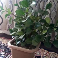 گل و گیاه|گل و گیاه طبیعی|سنندج, |دیوار