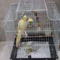 یک جفت عروس هلندی سخنگو دستی