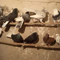 طوقی|پرنده|نیر (اردبیل), |دیوار