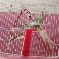 پرنده|پرنده|سبزوار, طبرسی (جعفرآباد)|دیوار