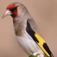 سهره جوان درشت