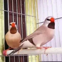 فنچ کرواتی جفت مولد شکلاتی جوان|پرنده|تهران, دبستان|دیوار