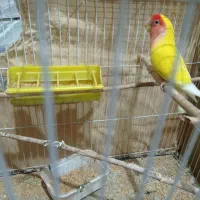 کوتوله هلویی پرسرصدا