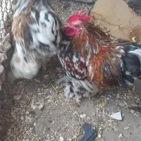خروس نژاد کوشین رد متلد
