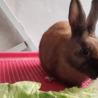 خرگوش|موش و خرگوش|تهران, هفده شهریور|دیوار