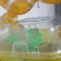 همستر بازیگوش|موش و خرگوش|سیرجان, |دیوار