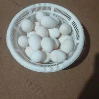 تخم‌مرغ.محلی