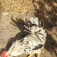 خروس گلین|حیوانات مزرعه|اردکان, |دیوار