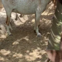 بزغاله آبستن|حیوانات مزرعه|بندر ماهشهر, |دیوار