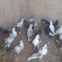 کفتر بلند پرواز