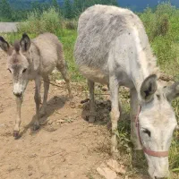 فروش الاغ ماده شیرده و کره خر