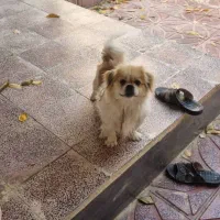 پاکوتاه نر|سگ|اهر, |دیوار