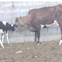 گاو جرسی با گوساله ماده خارجی