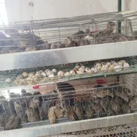 تخم بلدرچین تازه بسته ای 20هزار