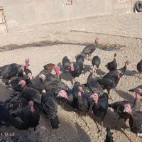 بوقلمون محلی یک ساله