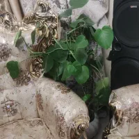 گل و گلدان|گل و گیاه طبیعی|شهریار, کهنز|دیوار