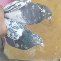 کفتر
