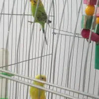 پرنده|پرنده|سبزوار, عظیمیان|دیوار