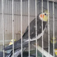 طوطی|پرنده|رشت, حمیدیان|دیوار