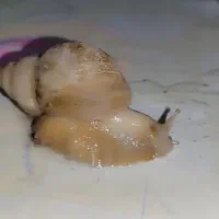 حلزون آچاتینا|خزنده|محمدشهر, همایون ویلا|دیوار