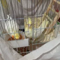 فروش عروس هلندی  جفت  با جوجه و مرغ عشق