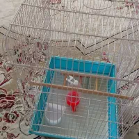 قفس پرنده|لوازم جانبی حیوانات|مشکیندشت, |دیوار