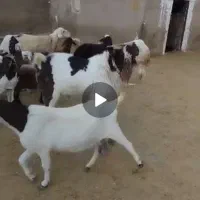 فروش دو عدد بز و سابرین نژدی و ورن|حیوانات مزرعه|نورآباد, |دیوار