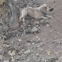 ۳ عدد سگ ماده.بایک عدد سگ نر دوتاش واگذاری هستن|سگ|چیتاب, |دیوار